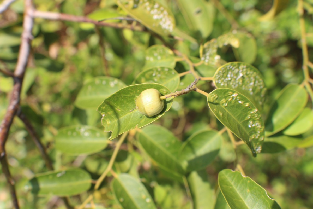 Olax scandens Roxb.